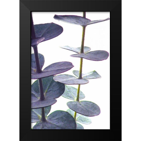 Eucalyptus I Black Modern Wood Framed Art Print by Burkhart, Monika