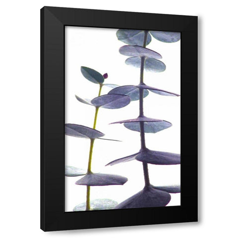 Eucalyptus II Black Modern Wood Framed Art Print by Burkhart, Monika