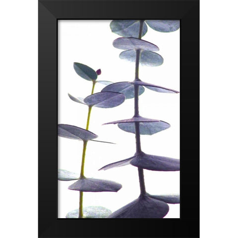 Eucalyptus II Black Modern Wood Framed Art Print by Burkhart, Monika