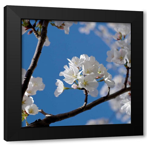 Apple Blossoms I Black Modern Wood Framed Art Print by Burkhart, Monika