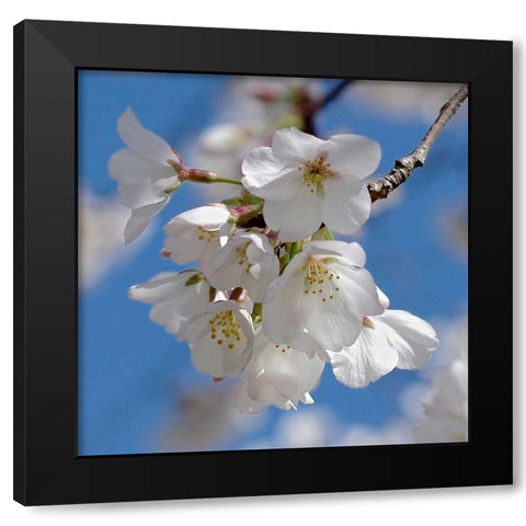 Apple Blossoms II Black Modern Wood Framed Art Print by Burkhart, Monika