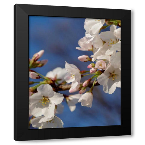 Apple Blossoms III Black Modern Wood Framed Art Print with Double Matting by Burkhart, Monika
