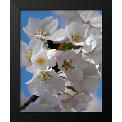 Apple Blossoms IV Black Modern Wood Framed Art Print by Burkhart, Monika