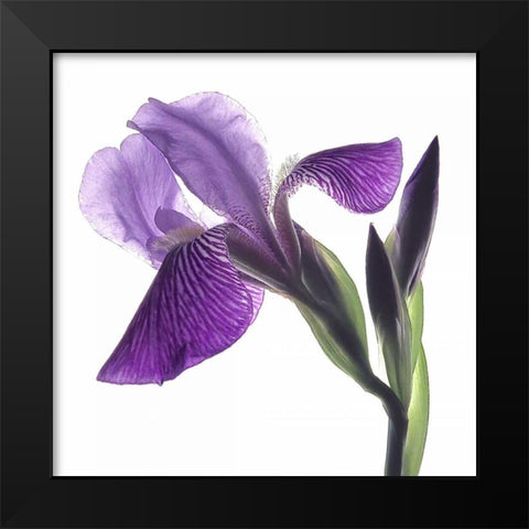 Purple Iris III Black Modern Wood Framed Art Print by Burkhart, Monika