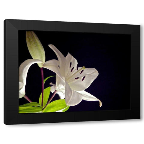 White Lilies I Black Modern Wood Framed Art Print by Burkhart, Monika