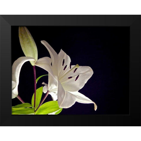 White Lilies I Black Modern Wood Framed Art Print by Burkhart, Monika