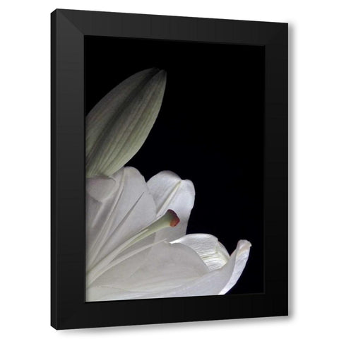 White Lilies III Black Modern Wood Framed Art Print with Double Matting by Burkhart, Monika