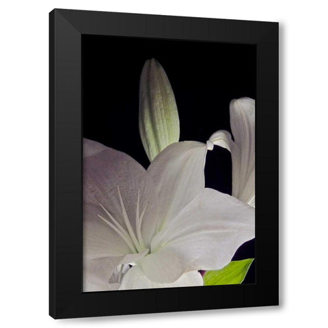 White Lilies IV Black Modern Wood Framed Art Print with Double Matting by Burkhart, Monika