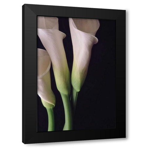 White Callas I Black Modern Wood Framed Art Print by Burkhart, Monika