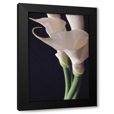 White Callas II Black Modern Wood Framed Art Print with Double Matting by Burkhart, Monika