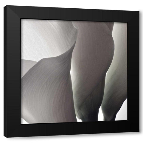 White Callas III Black Modern Wood Framed Art Print by Burkhart, Monika