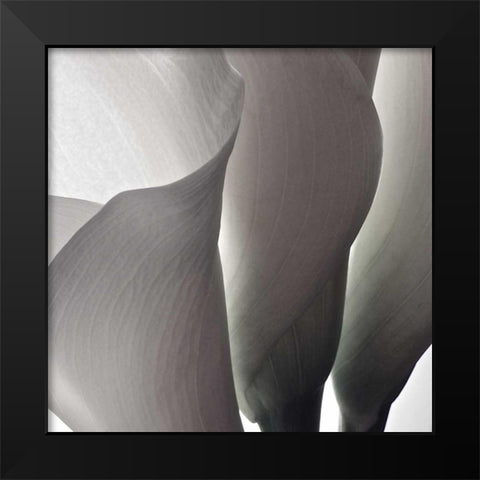 White Callas III Black Modern Wood Framed Art Print by Burkhart, Monika