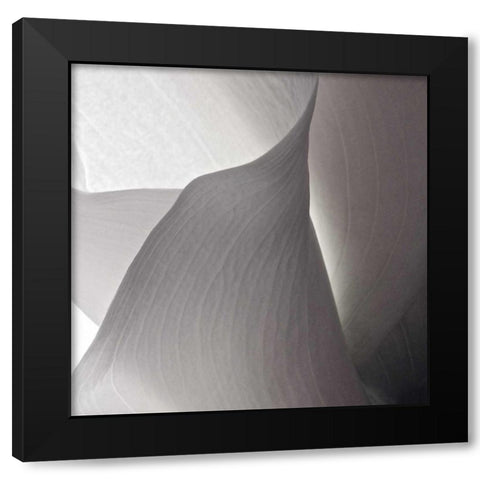 White Callas IV Black Modern Wood Framed Art Print with Double Matting by Burkhart, Monika