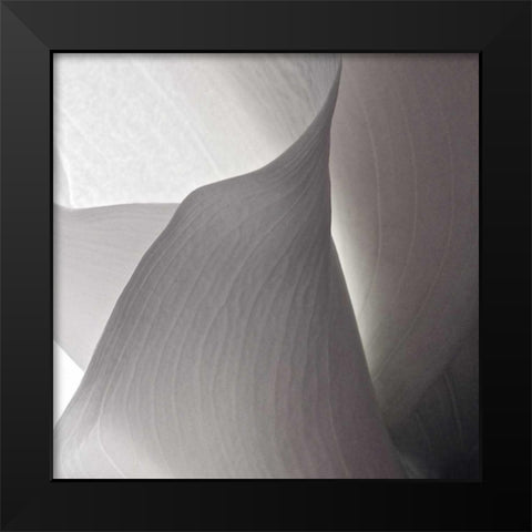 White Callas IV Black Modern Wood Framed Art Print by Burkhart, Monika