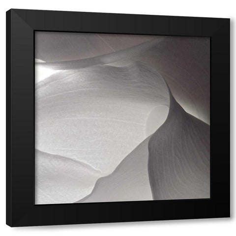 White Callas V Black Modern Wood Framed Art Print by Burkhart, Monika