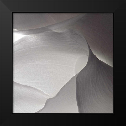 White Callas V Black Modern Wood Framed Art Print by Burkhart, Monika