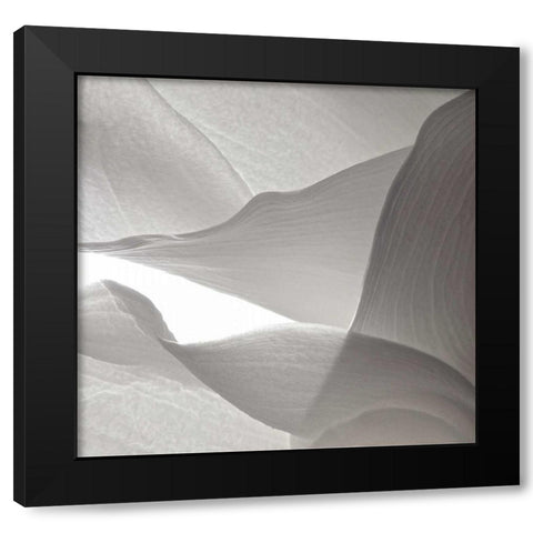 White Callas VI Black Modern Wood Framed Art Print by Burkhart, Monika