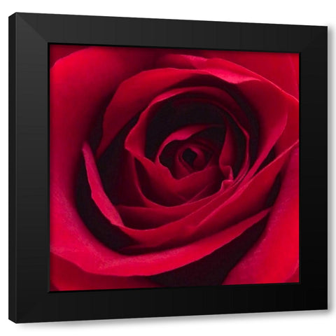 Red Rose I Black Modern Wood Framed Art Print by Burkhart, Monika
