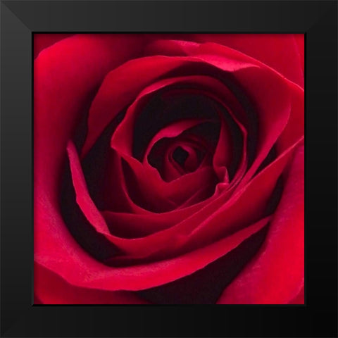 Red Rose I Black Modern Wood Framed Art Print by Burkhart, Monika