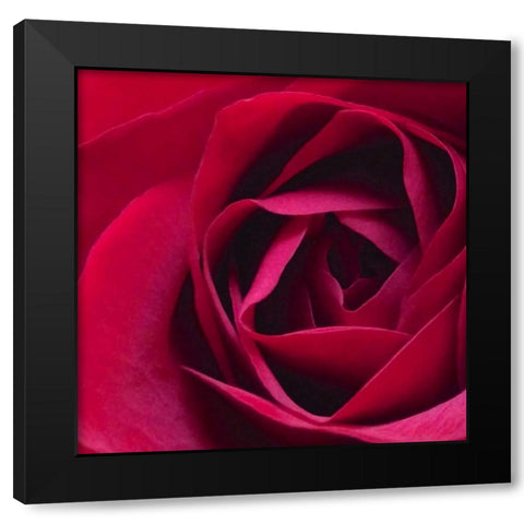 Red Rose II Black Modern Wood Framed Art Print with Double Matting by Burkhart, Monika