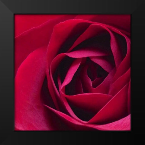 Red Rose II Black Modern Wood Framed Art Print by Burkhart, Monika