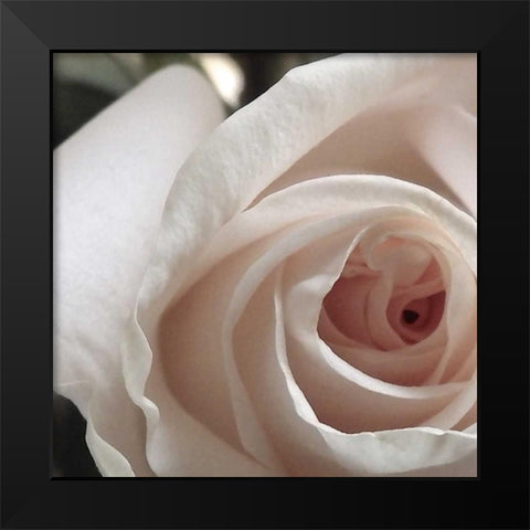 White Rose I Black Modern Wood Framed Art Print by Burkhart, Monika