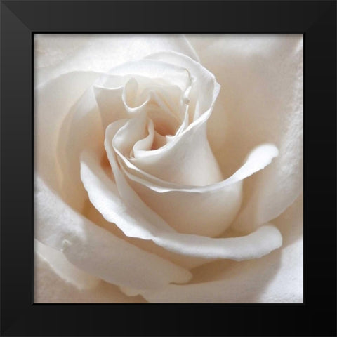 White Rose II Black Modern Wood Framed Art Print by Burkhart, Monika