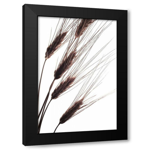 Wheat I Black Modern Wood Framed Art Print with Double Matting by Burkhart, Monika