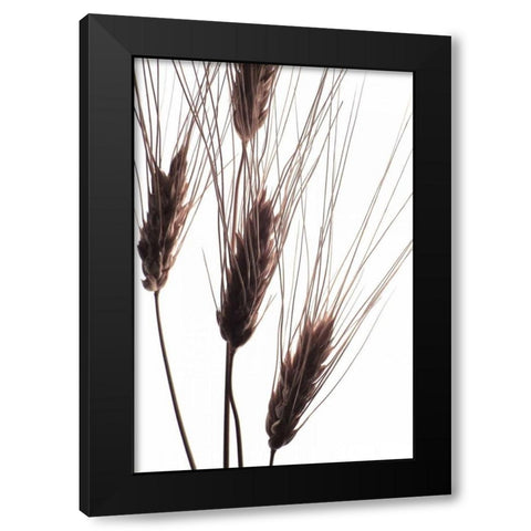 Wheat II Black Modern Wood Framed Art Print with Double Matting by Burkhart, Monika
