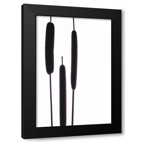Cat Tails I Black Modern Wood Framed Art Print with Double Matting by Burkhart, Monika