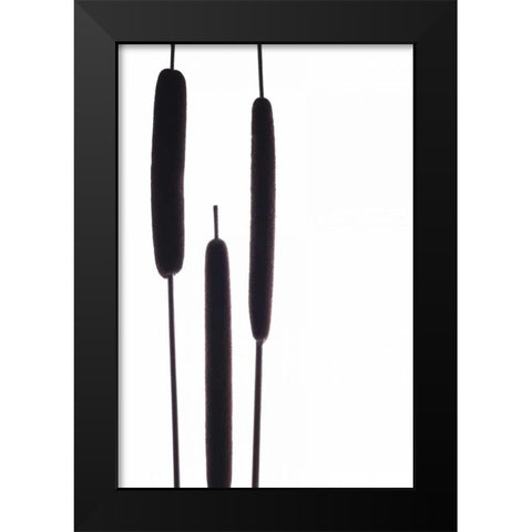 Cat Tails I Black Modern Wood Framed Art Print by Burkhart, Monika