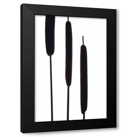 Cat Tails II Black Modern Wood Framed Art Print by Burkhart, Monika