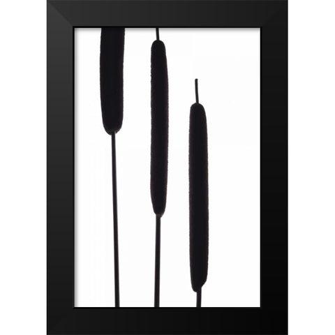 Cat Tails II Black Modern Wood Framed Art Print by Burkhart, Monika