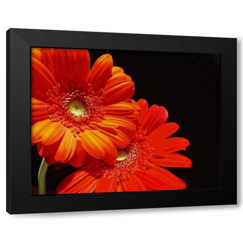 Orange Daisies Black Modern Wood Framed Art Print by Burkhart, Monika