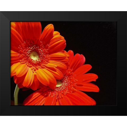 Orange Daisies Black Modern Wood Framed Art Print by Burkhart, Monika