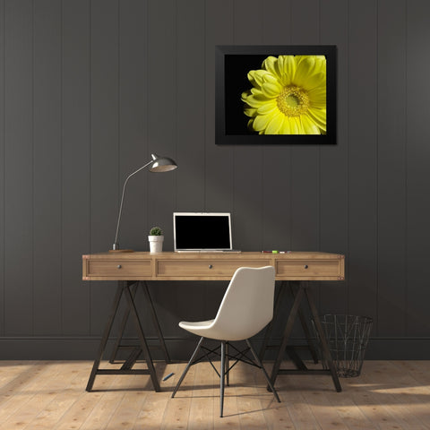 Yellow Daisy Black Modern Wood Framed Art Print by Burkhart, Monika