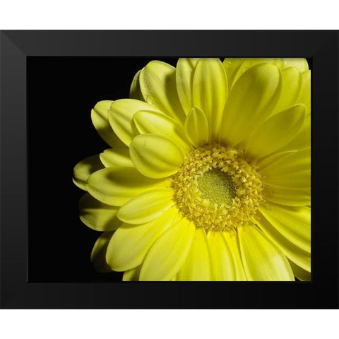 Yellow Daisy Black Modern Wood Framed Art Print by Burkhart, Monika
