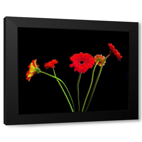 Crazy Daisies I Black Modern Wood Framed Art Print by Burkhart, Monika