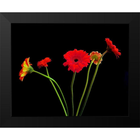 Crazy Daisies I Black Modern Wood Framed Art Print by Burkhart, Monika