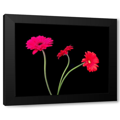 Crazy Daisies II Black Modern Wood Framed Art Print with Double Matting by Burkhart, Monika