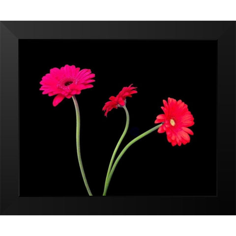 Crazy Daisies II Black Modern Wood Framed Art Print by Burkhart, Monika