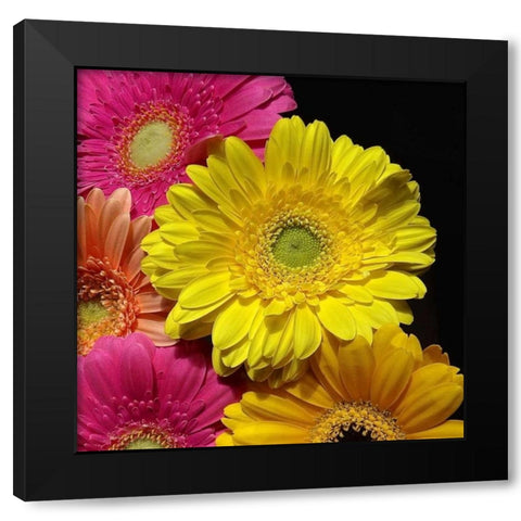 Spring Potpourri II Black Modern Wood Framed Art Print with Double Matting by Burkhart, Monika