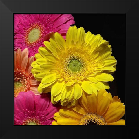 Spring Potpourri II Black Modern Wood Framed Art Print by Burkhart, Monika