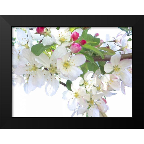 Spring Delight I Black Modern Wood Framed Art Print by Burkhart, Monika