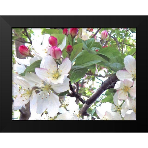 Spring Delight II Black Modern Wood Framed Art Print by Burkhart, Monika