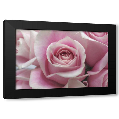 Perfectly Pink III Black Modern Wood Framed Art Print by Burkhart, Monika