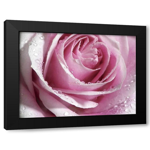 Raindrops and Roses I Black Modern Wood Framed Art Print by Burkhart, Monika