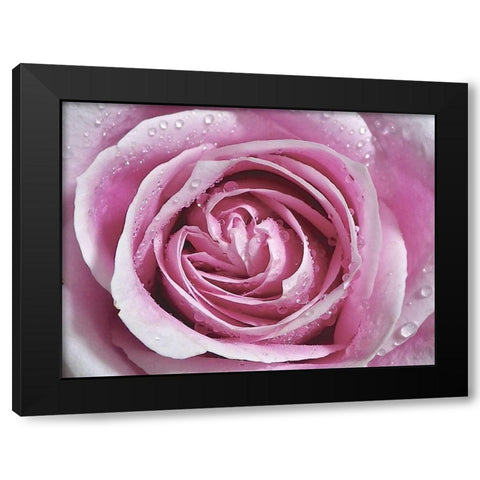 Raindrops and Roses II Black Modern Wood Framed Art Print with Double Matting by Burkhart, Monika