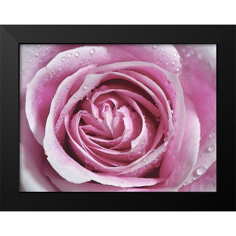 Raindrops and Roses II Black Modern Wood Framed Art Print by Burkhart, Monika