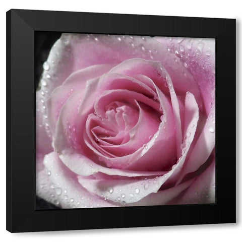 Raindrops and Roses III Black Modern Wood Framed Art Print by Burkhart, Monika
